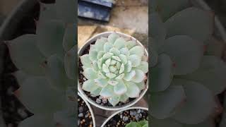 echeveria suculentas succulent garden plantita [upl. by Casimire322]