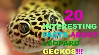 20 Interesting facts about Leopard Geckos [upl. by Anuat381]