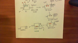 The Sarco  Endoplasmic Reticulum Calcium ATPase SERCA Part 3 [upl. by Elockin]