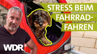 Fahrradanhänger für Hund So fahren selbst sture Hunde mit  Hunde verstehen  S06E02  WDR [upl. by Hcahsem]