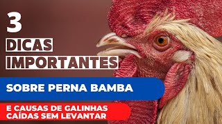 3 DICAS IMPORTANTE sobre PERNA BAMBA  Como combater doenças que a galinha cai e não levanta [upl. by Ariik]