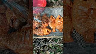 Fish BBQ with ll Natural Cook World ll fish food [upl. by Sell722]