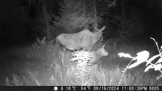 Adirondacks NY Great Sacandaga Lake Area  Baby Moose [upl. by Mariam524]