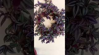 Tradescantia zebrinabeautifulflower🌼🌼gardeningvideoyoutubeviralshorts [upl. by Adlih15]