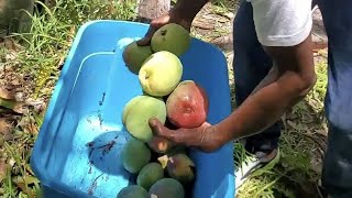 Mango picking in Florida [upl. by Amadeus]