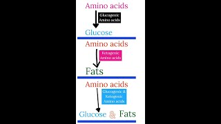 What are Glucogenic amp Ketogenic amino acids  biology biochemistry shortsfeed aminoacid protein [upl. by Ted918]