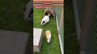 Xenocrates amp family pet guineapigs shorts followformore thankyou guineapig ourchannel fypage [upl. by Dewees]