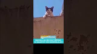 Machallah Un Chat Répond Le Salem Et Dis Hamdoulilah   Islam [upl. by Aziza897]