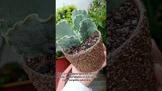 cotyledon undulata ✨todo sobre esta planta en mi perfil de YouTube [upl. by Naggem687]