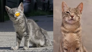 We made this street kitten a promise [upl. by Lind]