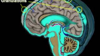 Cerebrospinal Fluid Circulation [upl. by Terese]