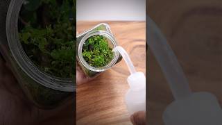 Hydrating the moss wall terrarium [upl. by Laszlo]