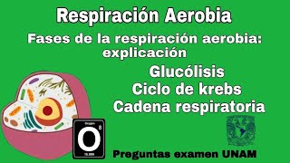 Respiración Aerobia presencia de oxígeno  ¿Qué es la GLUCÓLISIS  Examen UNAM [upl. by Denoting]