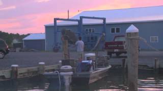 Barren Island Oysters  Tumbling and Caging Oysters [upl. by Pineda]