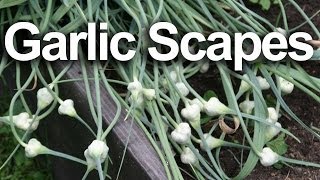 Garlic Scape Recipe  GardenFork 11 [upl. by Sephira197]