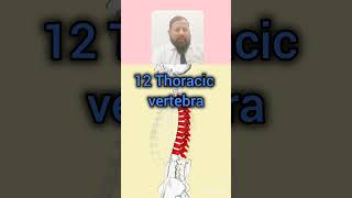 Backbone and vertebrae column  bones and vertebrae  humanbody facts [upl. by Zenda240]