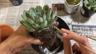 Repotting My Echeveria Pulidonis [upl. by Ellenhoj891]