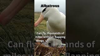 quotThe Albatross Master of Effortless Flight 🦅quot wildlife wildanimalfacts animalfacts animals [upl. by Ulises101]