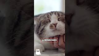 7 SONIDOS que AMAN los GATOS 🐱🔊 gatos curiosidades sonidos [upl. by Nirrej]