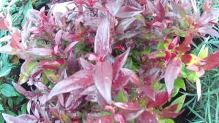 Big Plant Nursery Leucothoe Scarletta [upl. by Home]