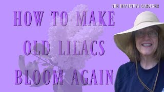 How to Make Old Lilacs Bloom Again [upl. by Olney]