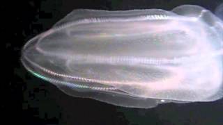 Ctenophore combjelly swimming [upl. by Marna]