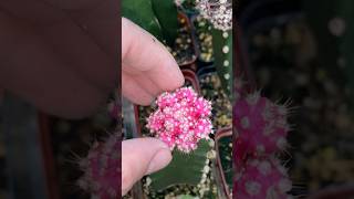 Grafting cactus gymnocalycium [upl. by Bakki376]