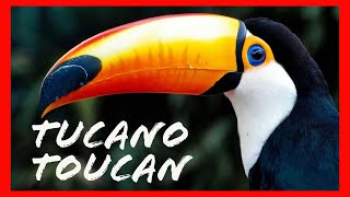 Tucanos Toucan  Fatos e curiosidades  animais do mundo [upl. by Rego]