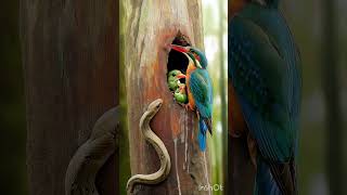 Kingfisher vs Snake viralshort trendingshorts birds forest motivation [upl. by Eelessej]