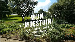 37Mijn moestuin combinatieteelt boontjes zaaien [upl. by Dahaf86]