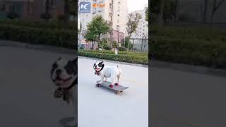 Skateboarding dog shows off impressive moves [upl. by Nylimaj]