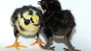 Chicken x Pheasant hybrid chicks [upl. by Illona]