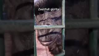 Dis gorilla zesty🌞🌞 [upl. by Sinnej]