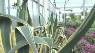 Agave  plantation et entretienles informations essentielles en 1 minute  Truffaut [upl. by Krebs]