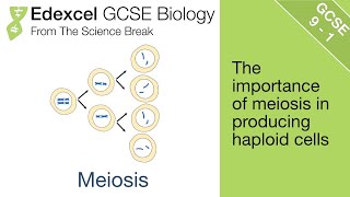 Edexcel GCSE Biology  Meiosis [upl. by Teak]