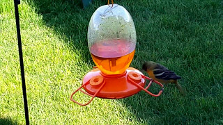 Female Baltimore Orioles Competing at the Feeder Ontario [upl. by Siulesoj]