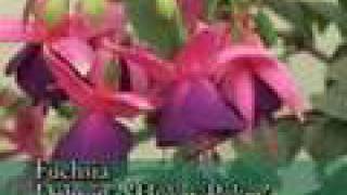 New Fuchsia Varieties [upl. by Assiar195]