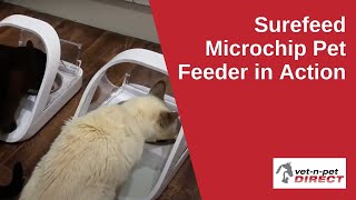 Surefeed Microchip Pet Feeder in Action [upl. by Rahman]