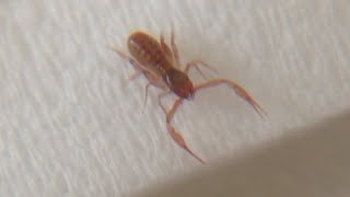 Good Orchid Bugs I got a Scorpion in my Bathroom [upl. by Camarata76]