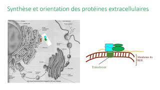 Maturation et adressage des protéines dans la cellule [upl. by Edgell274]