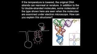 Single stranded DNA [upl. by Jallier629]