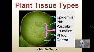 Plant Tissue Types [upl. by Aiceled]