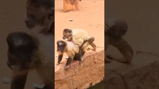 MACACO NAMORANDO no Zoológico São Carlos SP🤣 [upl. by Corabelle]