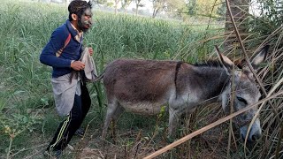 A boy with monkey mask and donkey in the field 😱 [upl. by Ransell487]