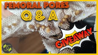 Bearded Dragon Blocked femoral pores Q amp A  Giveaway  Cookies Critters [upl. by Mert417]