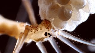 Cellar Spider  Daddy Long Legs Spider with her spiderlings  UHD 4K [upl. by Sivatco]