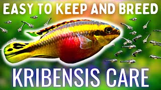 Easiest EggLaying Fish To Breed Kribensis Care  Breeding Guide [upl. by Gretel591]