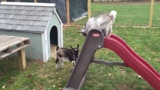 Goats Playing on Slide [upl. by Mckale]