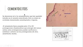 Estomatología clase 7 quotCementogenesisquot [upl. by Nereen]