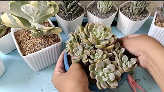 succulent cloe variegated undulata amabile and roman repotting session [upl. by Quennie]